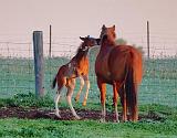 Frisky Foal_00462